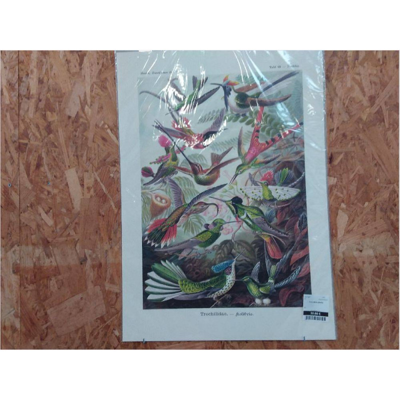 Z KOLIBRIS (50X70)