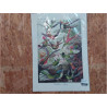 Z KOLIBRIS (50X70)