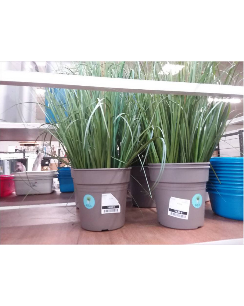 PLANTE 