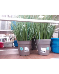 PLANTE 